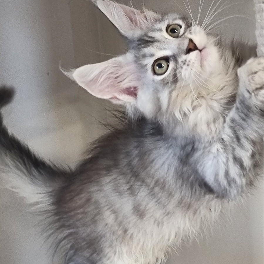 Elit Maine Coon male, black silver spotted tabby