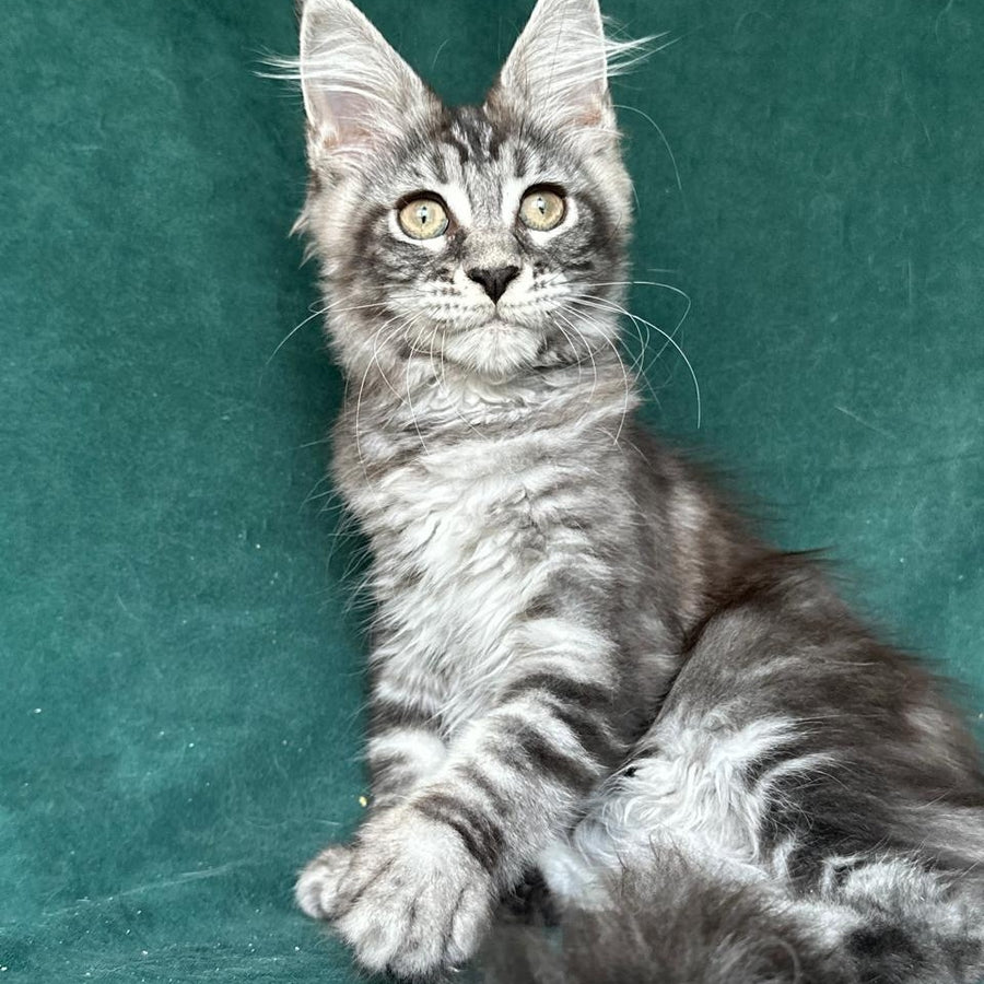 Ivelina Maine Coon female, black silver tabby