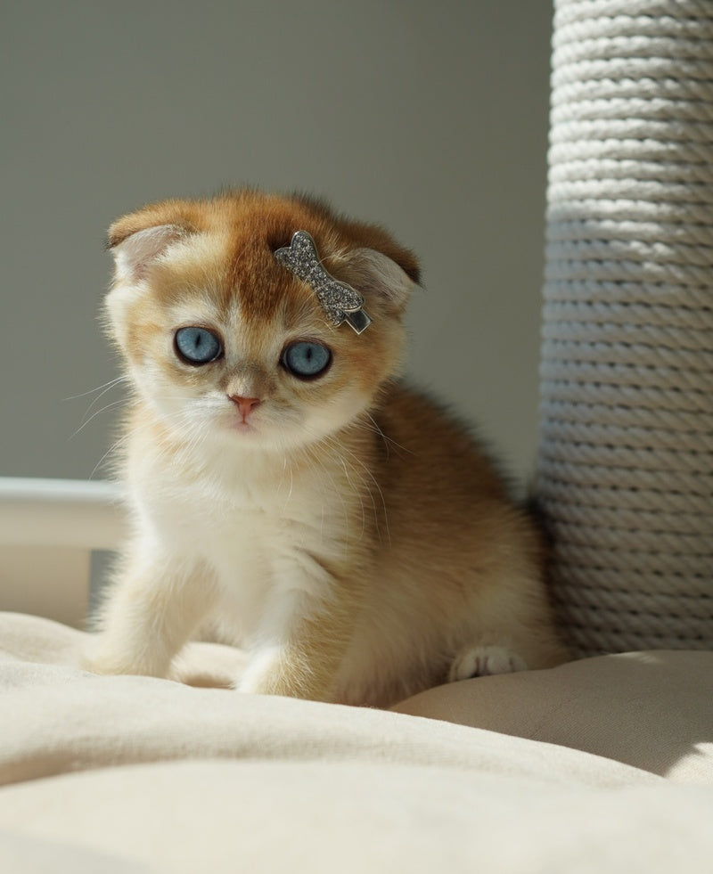 Queenie Scottish Fold female, black golden shaded with white