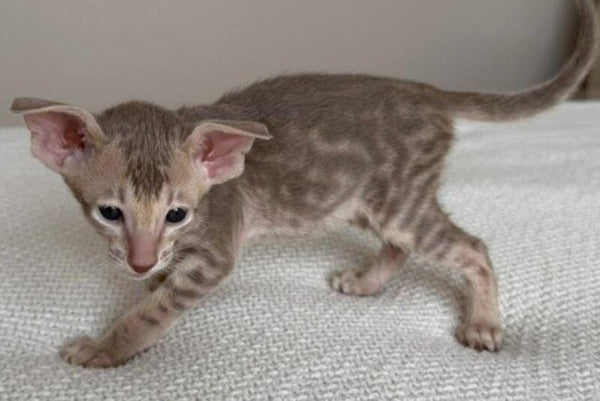 Atlas Oriental Shorthair male lilac tabby - live animals