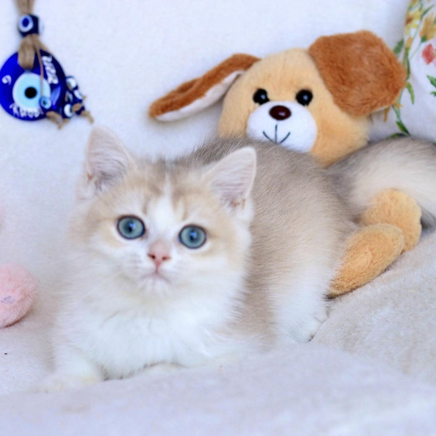 Watson British Shorthair male, blue golden chinchilla bicolour
