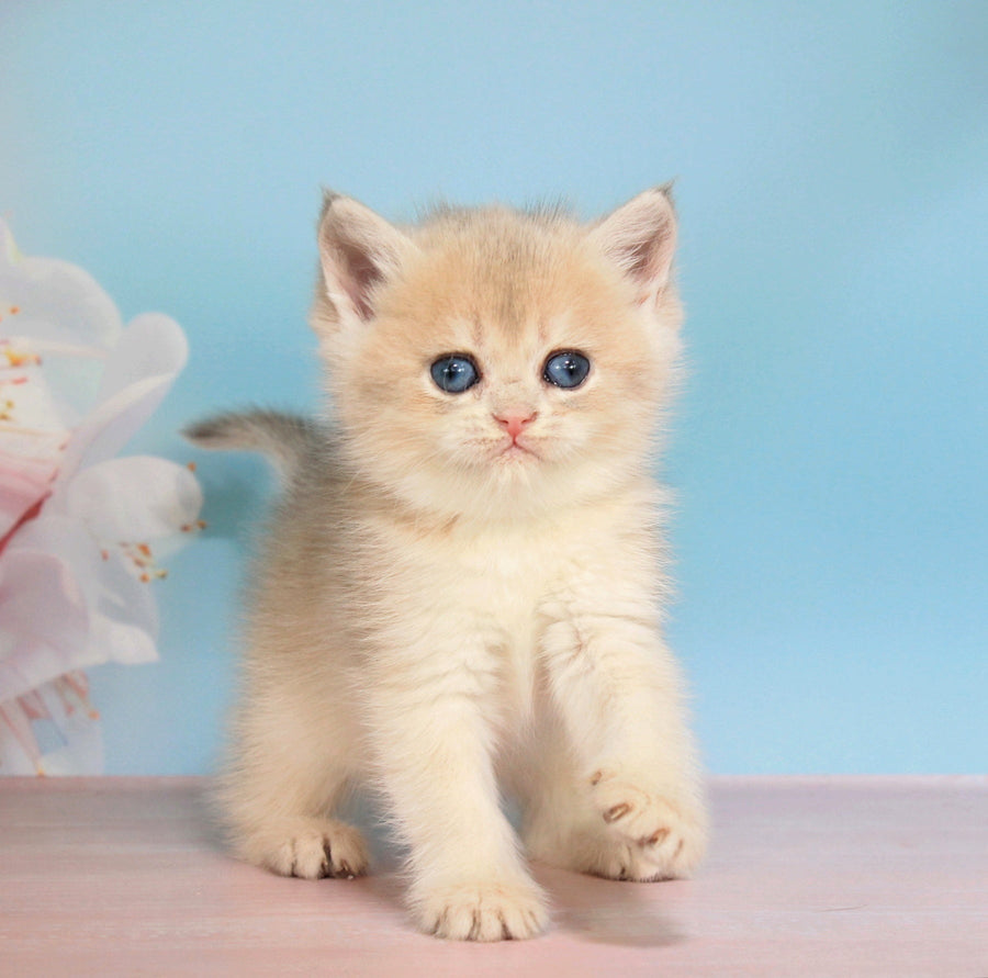 Queen British Shorthair female blue golden shaded - live animals