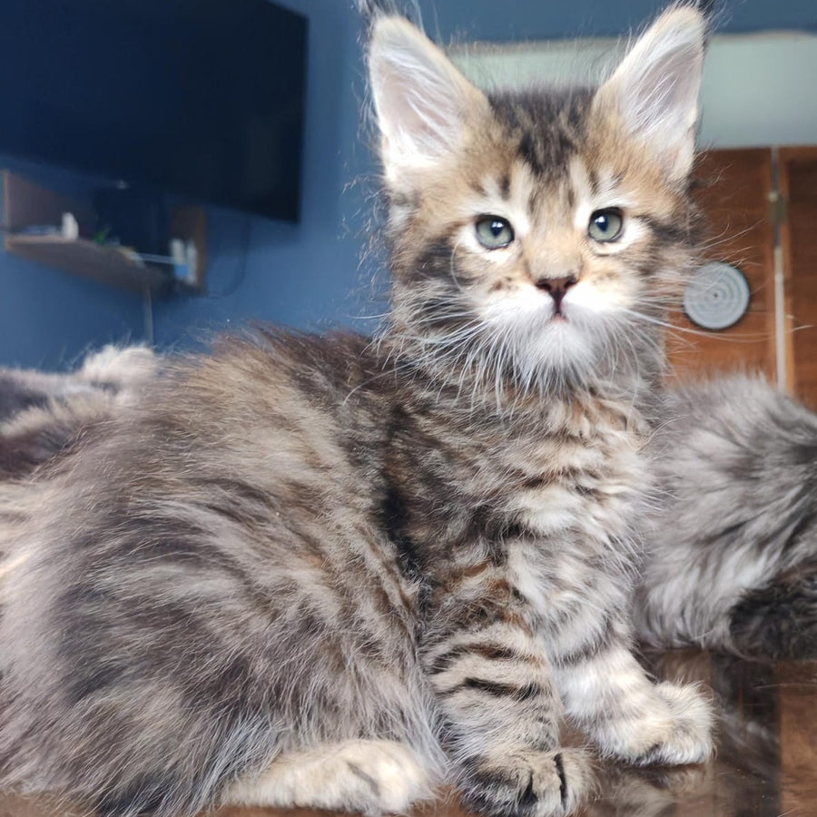 Sara Maine Coon polydactyl 7x7x6x6 female, black tortie spotted tabby