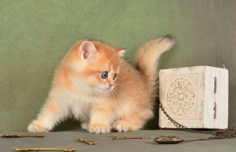 Quentin British Shorthair male, black golden shaded