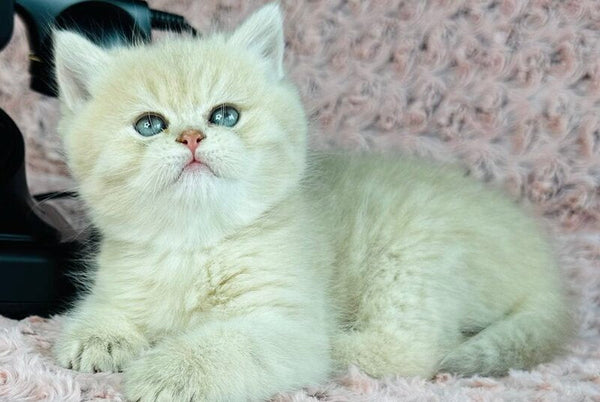 Beautiful Anita British Shorthair female lilac golden spotted tabby - live animals