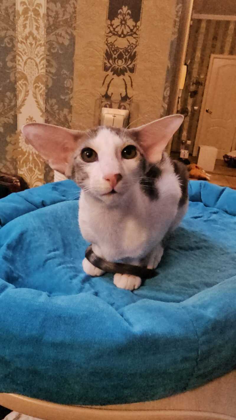 Romeo Oriental Shorthair male blue bicolour spotted tabby - live animals