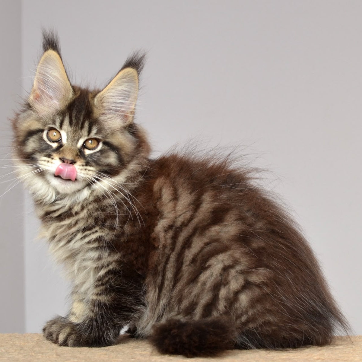 Juliet Maine Coon female, black spotted tabby