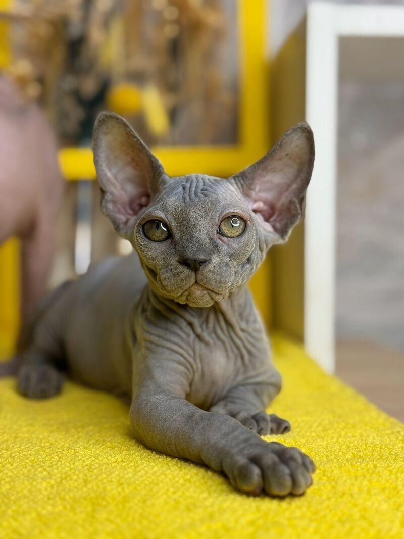 Germes Canadian Sphynx male, blue