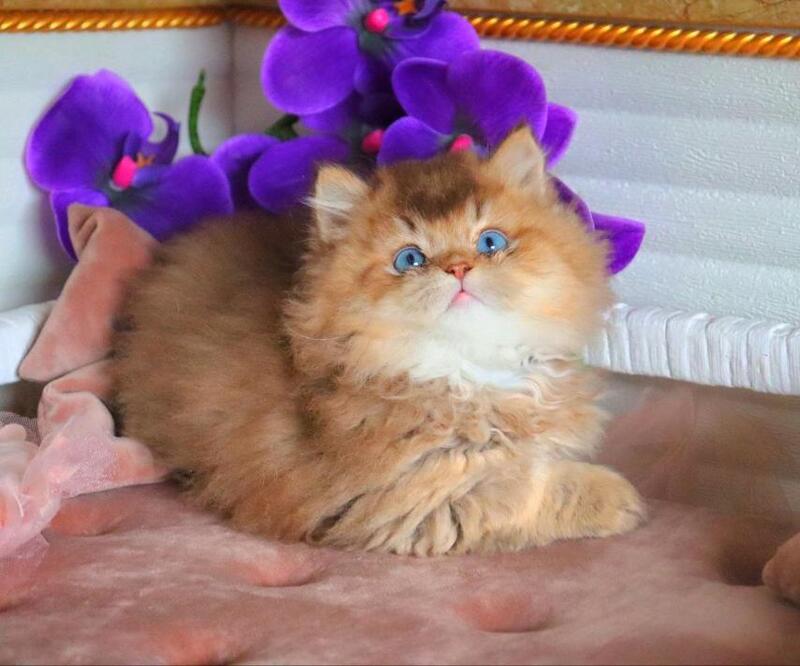 Billi British Longhair male chocolate golden ticked tabby - live animals
