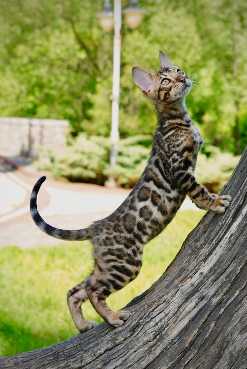 Mokko Bengal male black spotted tabby - live animals