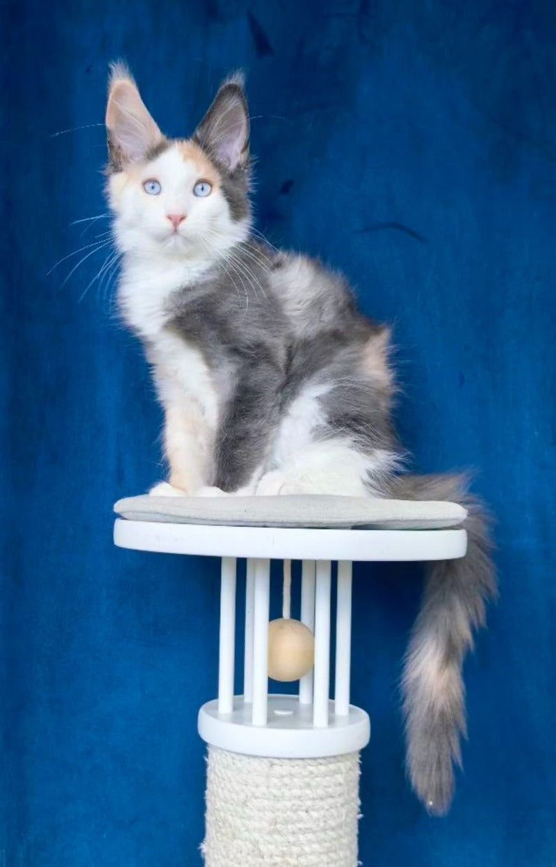 Ledi Dior Maine Coon female, blue tortie silver bicolour