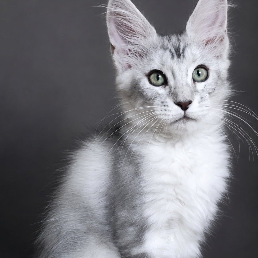 Lord Maine Coon male, blue silver tabby