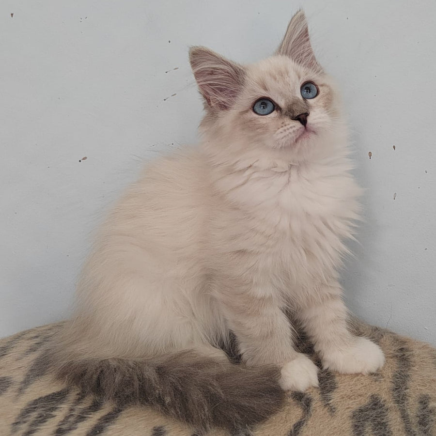 Juju Siberian female, blue tabby pointed bicolour