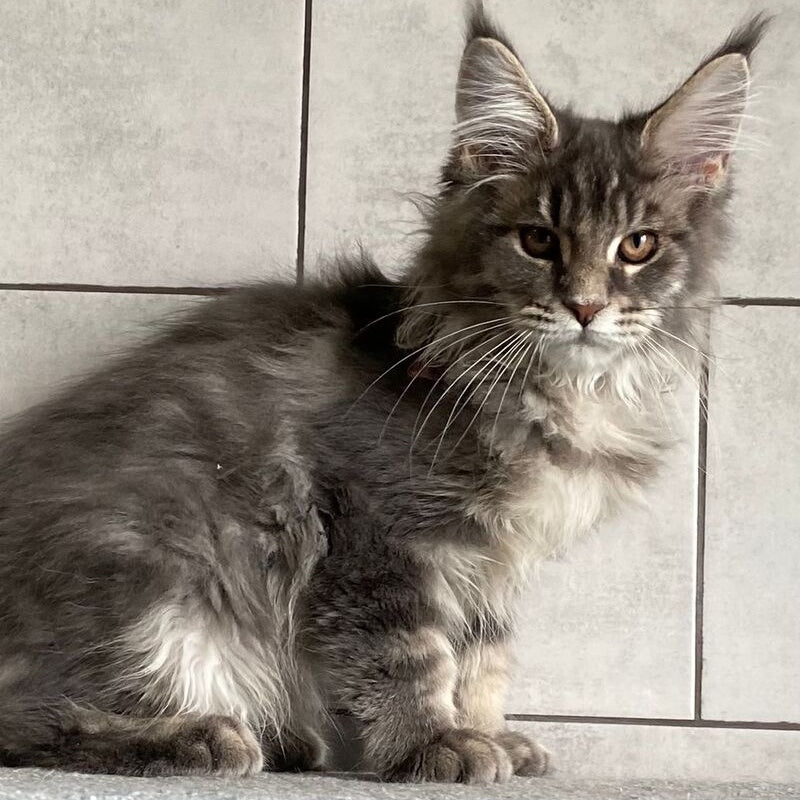 Tolyatti Maine Coon male, blue silver tabby
