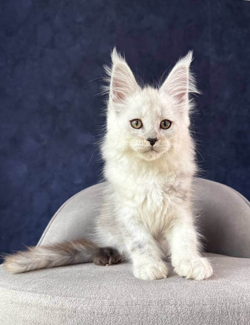 Effect Maine Coon male, black silver
