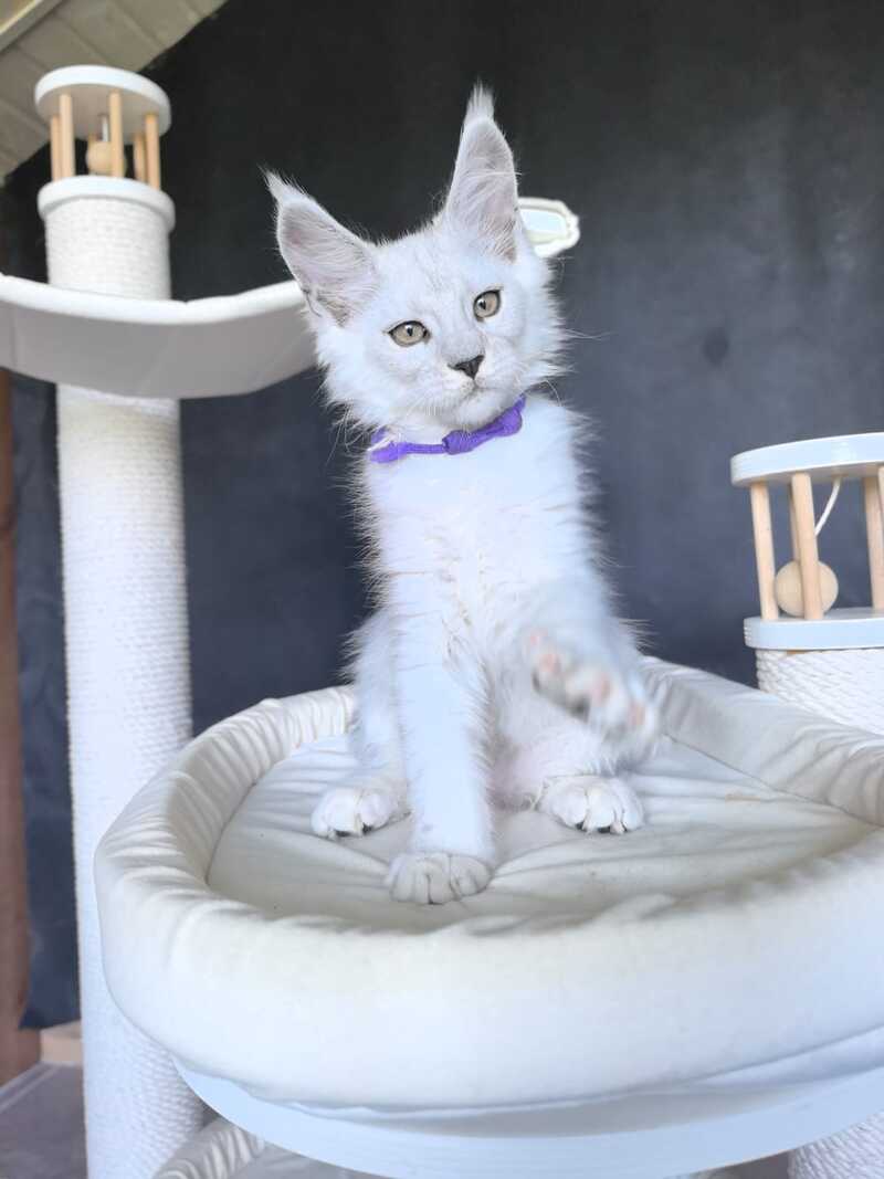 Ustin Maine Coon male, black silver tabby