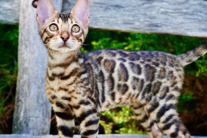 Mokko Bengal male black spotted tabby - live animals