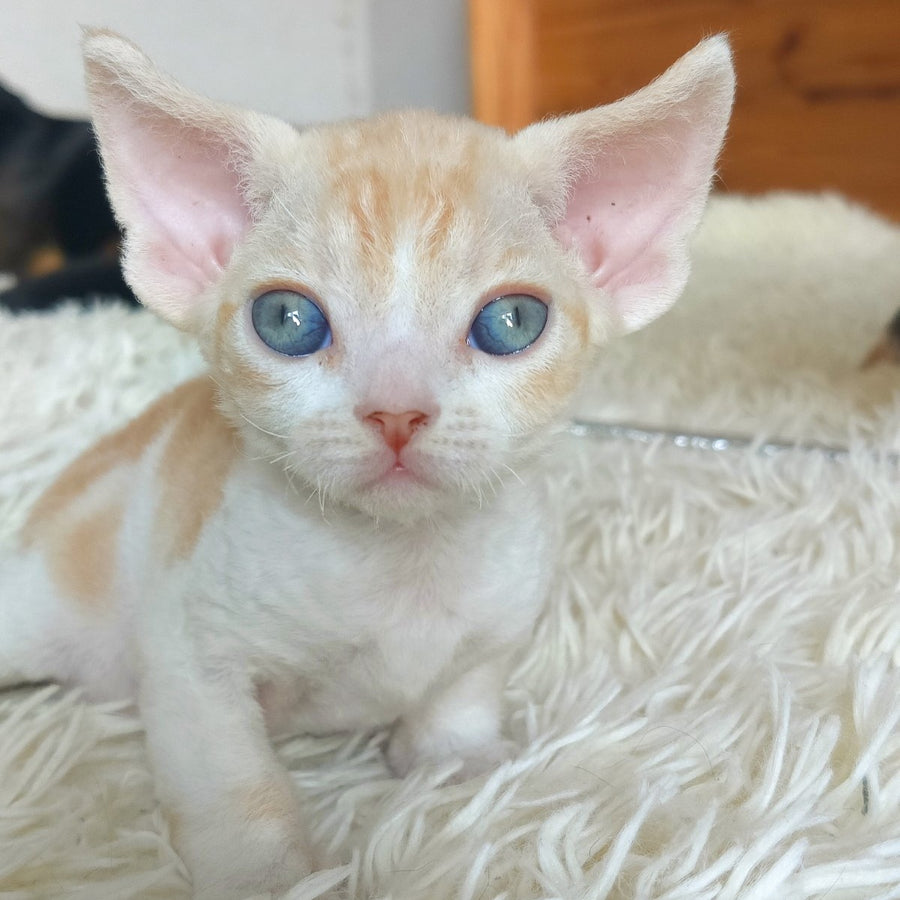 Leon Devon Rex male, red bicolour