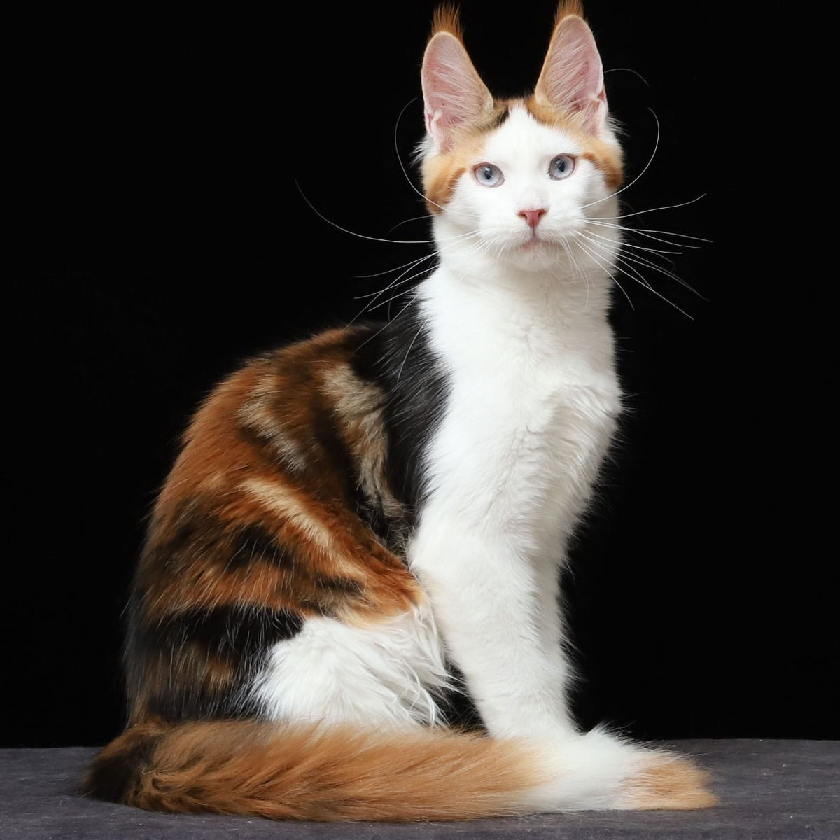 Sienna Maine Coon female, black tortie tabby bicolour