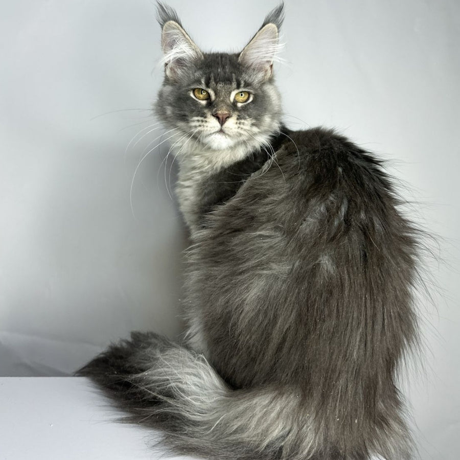 Bekka Maine Coon female, blue ticked tabby