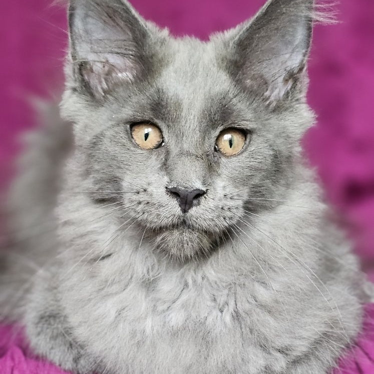 Freya Maine Coon female, blue