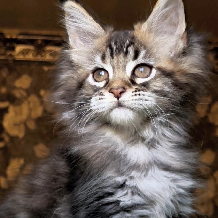 Iriska Maine Coon female, black tortie tabby