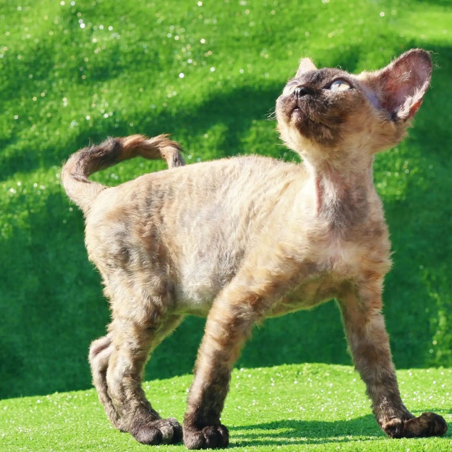 Akura Devon Rex female, black tortie pointed