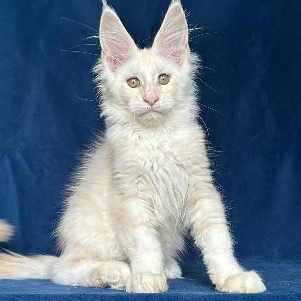 Large Sam Maine Coon male, red silver shaded