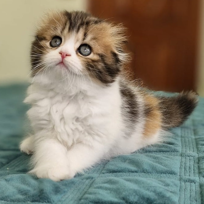 Ozzy Scottish Fold female, black tortie bicolour