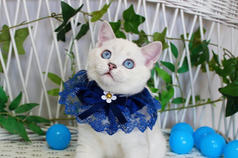 Bon-Bon Scottish Straight male, blue silver shaded pointed