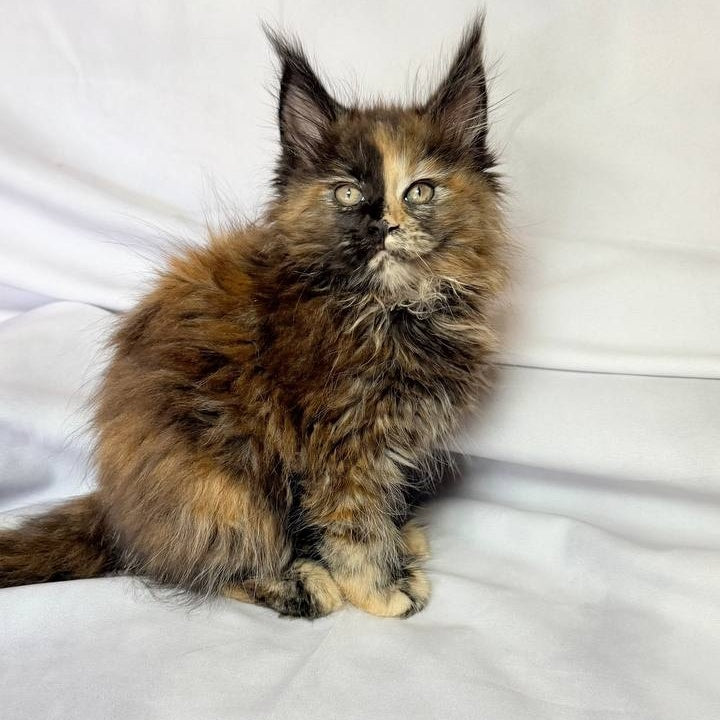 Magnolia Maine Coon female, black tortie