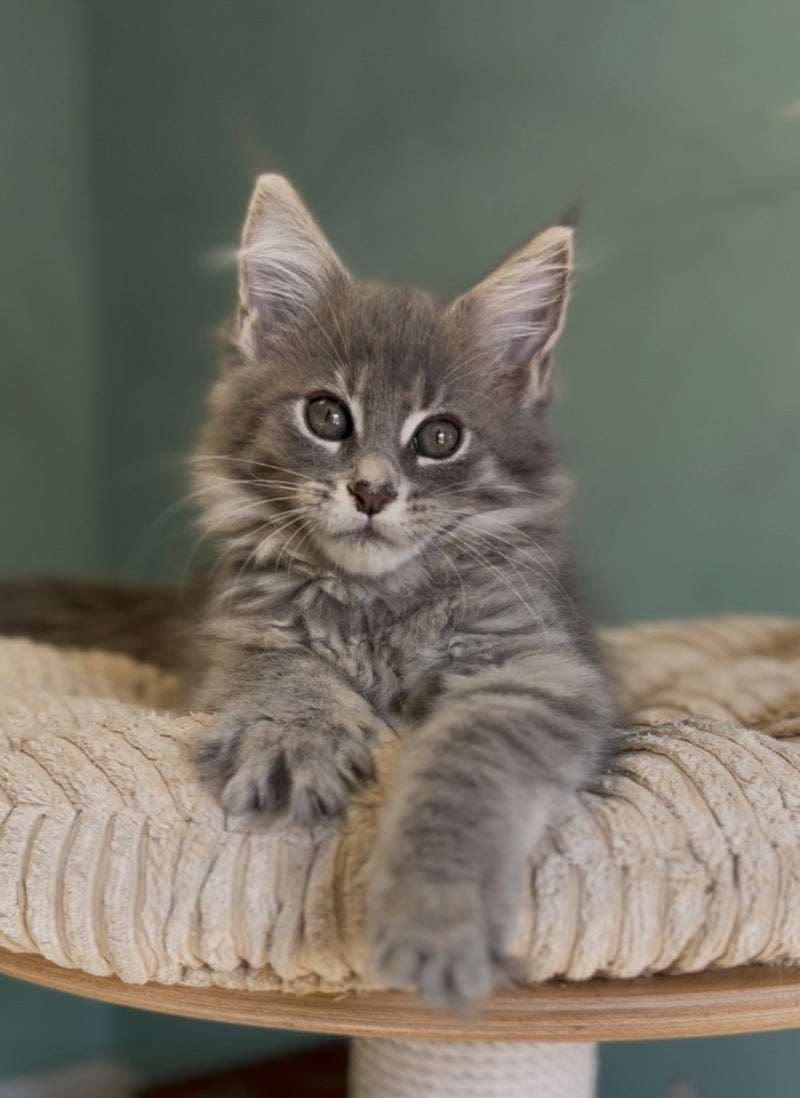 Diana Maine Coon female, blue ticked tabby