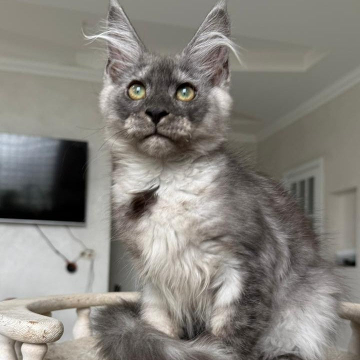 Kupidon Maine Coon male, black silver with white