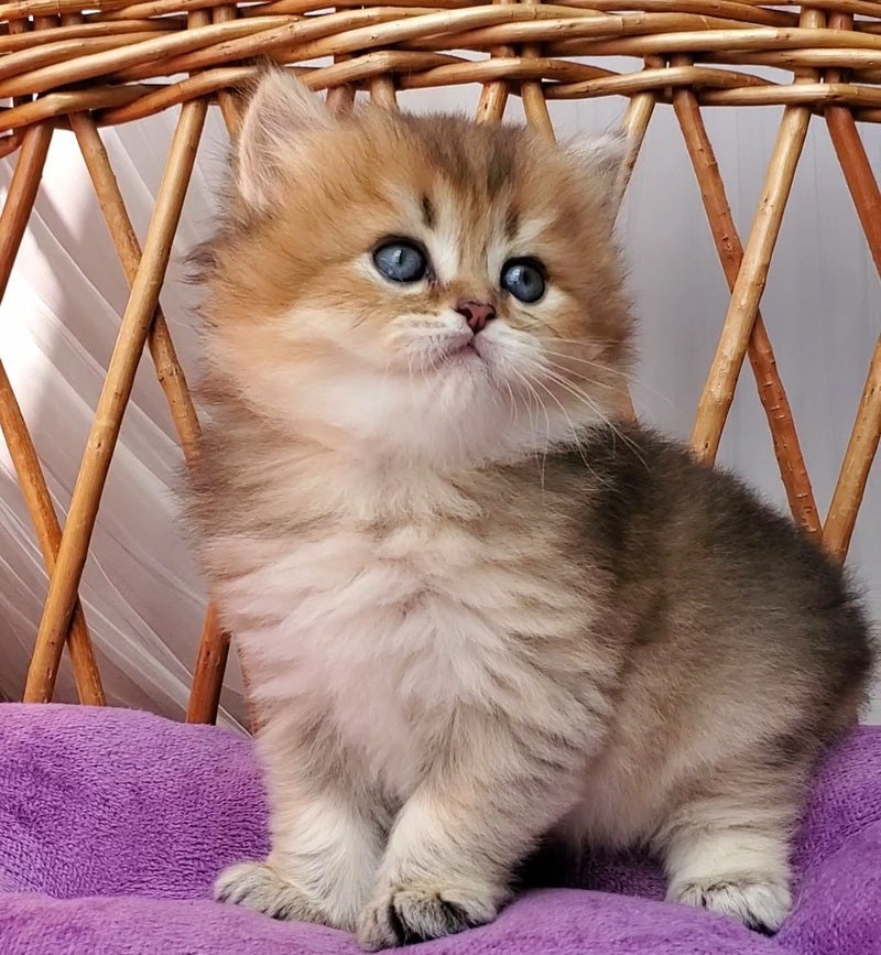 Zeus British Longhair male black golden ticked tabby - live animals