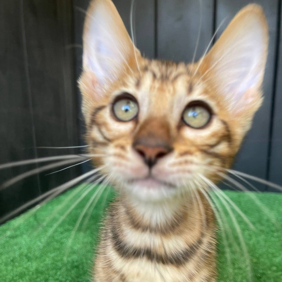 Yun Toyger male, brown tabby