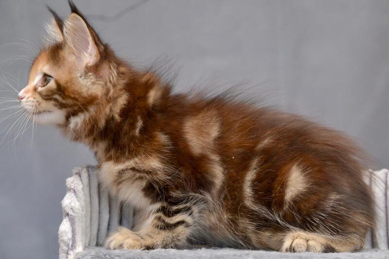 Vatrushka Maine Coon female black tortie with white tabby live animals