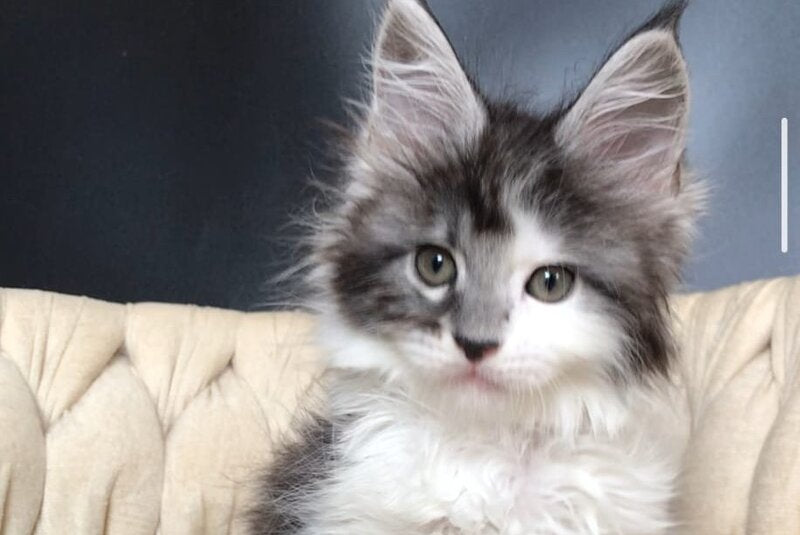 Winston Maine Coon male, black tabby bicolour