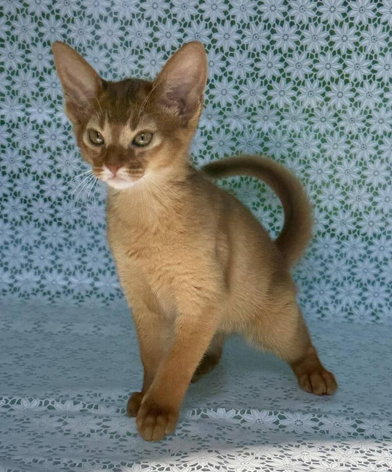 Bastet Abyssinian female sorrel - live animals