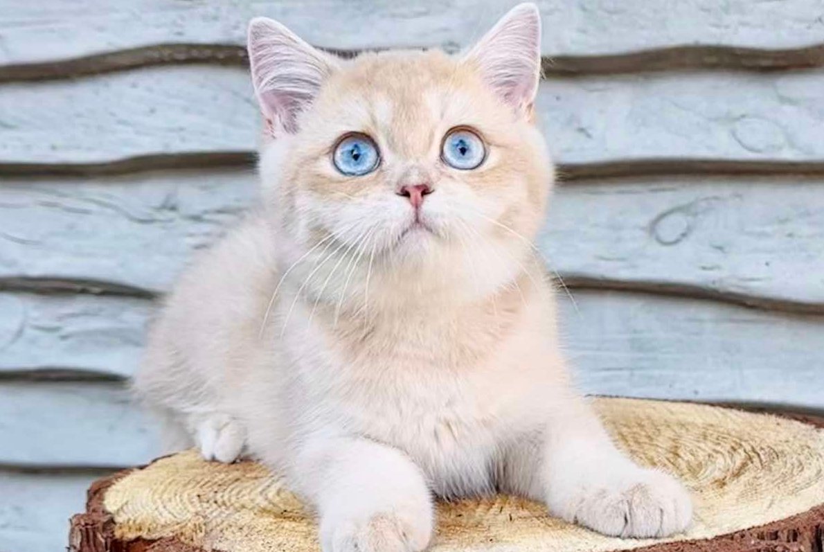 Rolls-Royce British Shorthair male, lilac golden chinchilla