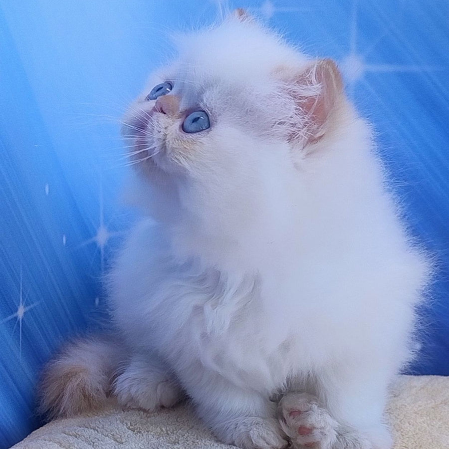Eddie Persian male, red pointed