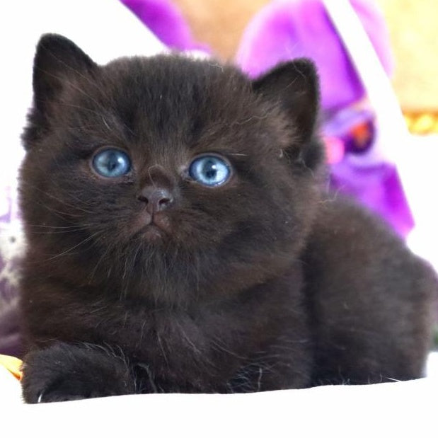 Nil British Shorthair male, black