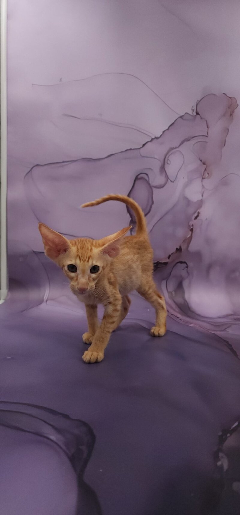 Sanrise Oriental Shorthair male, red spotted tabby