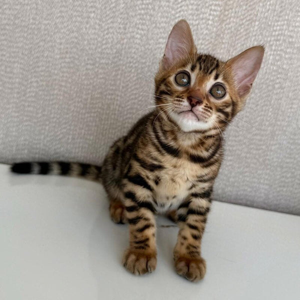 Fortuna Bengal female black spotted tabby - live animals