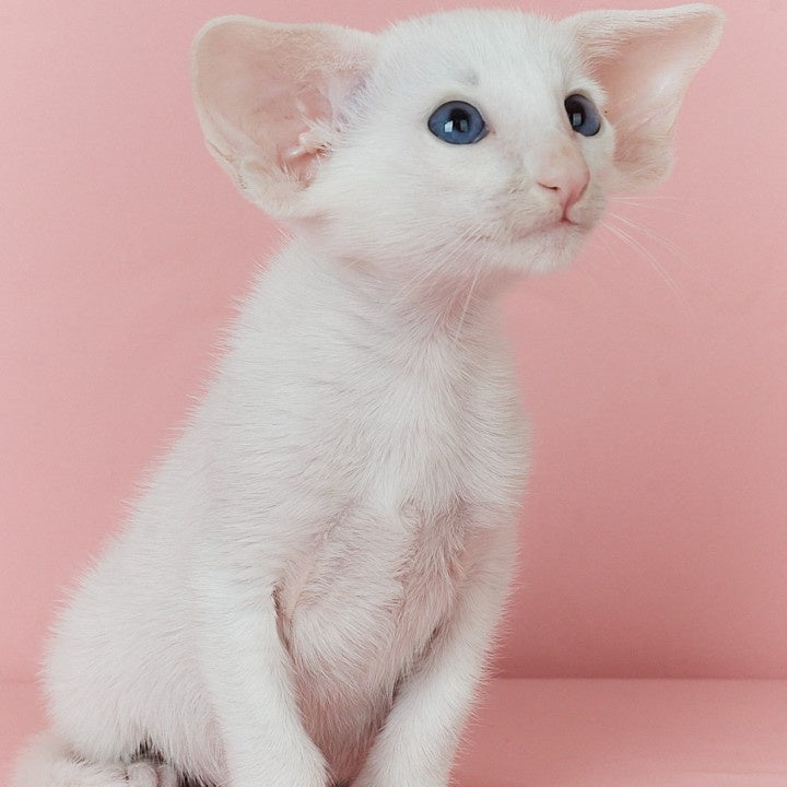 Wookie-Woo Oriental Shorthair male, white