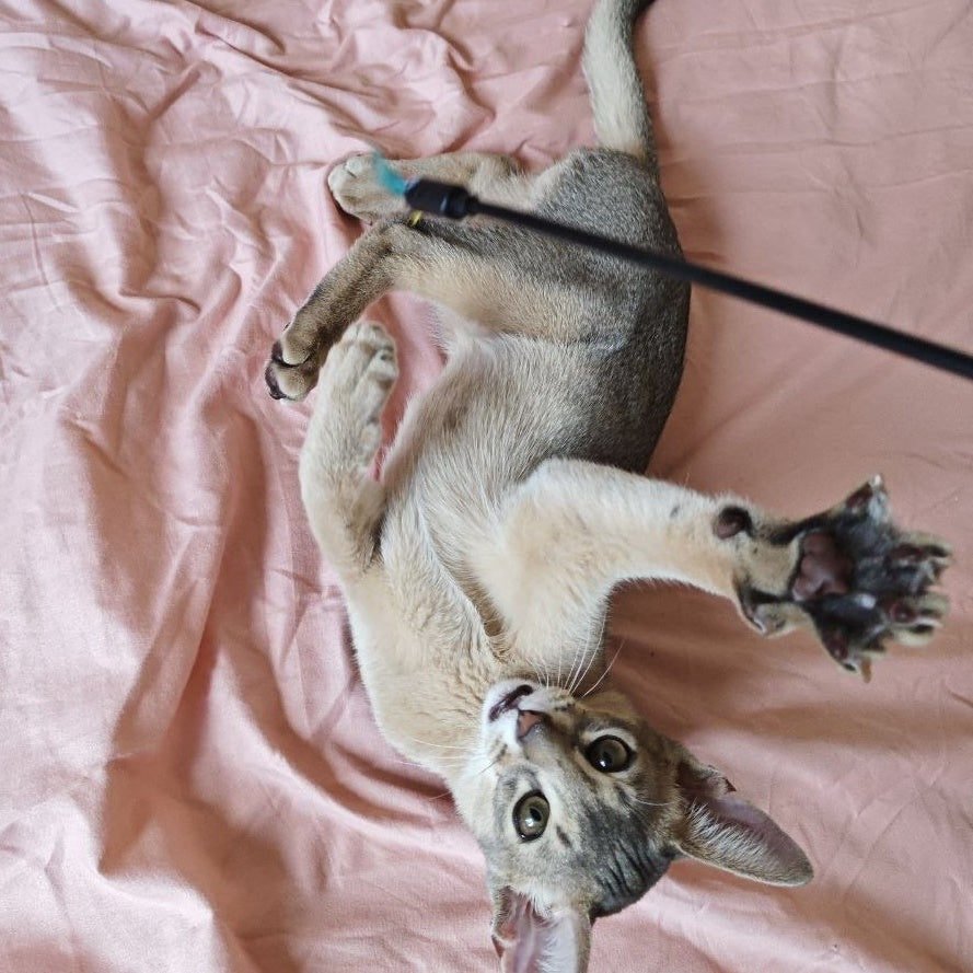Kai Abyssinian male, blue
