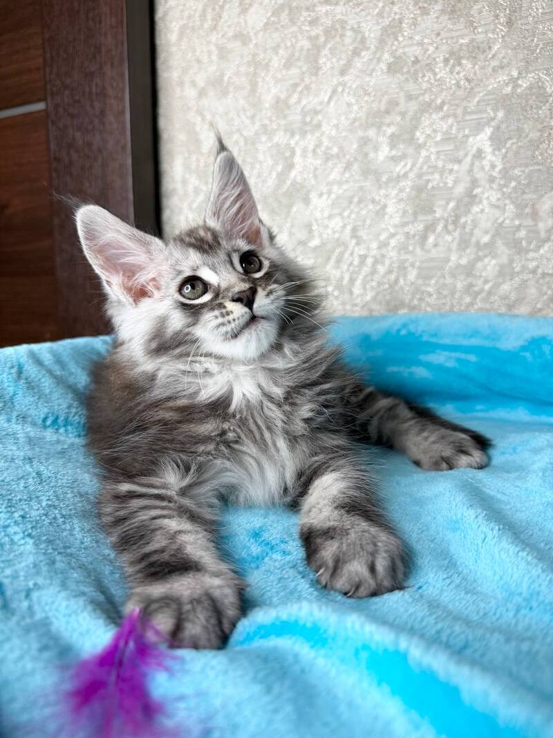 Zlata Maine Coon female, black silver ticked tabby