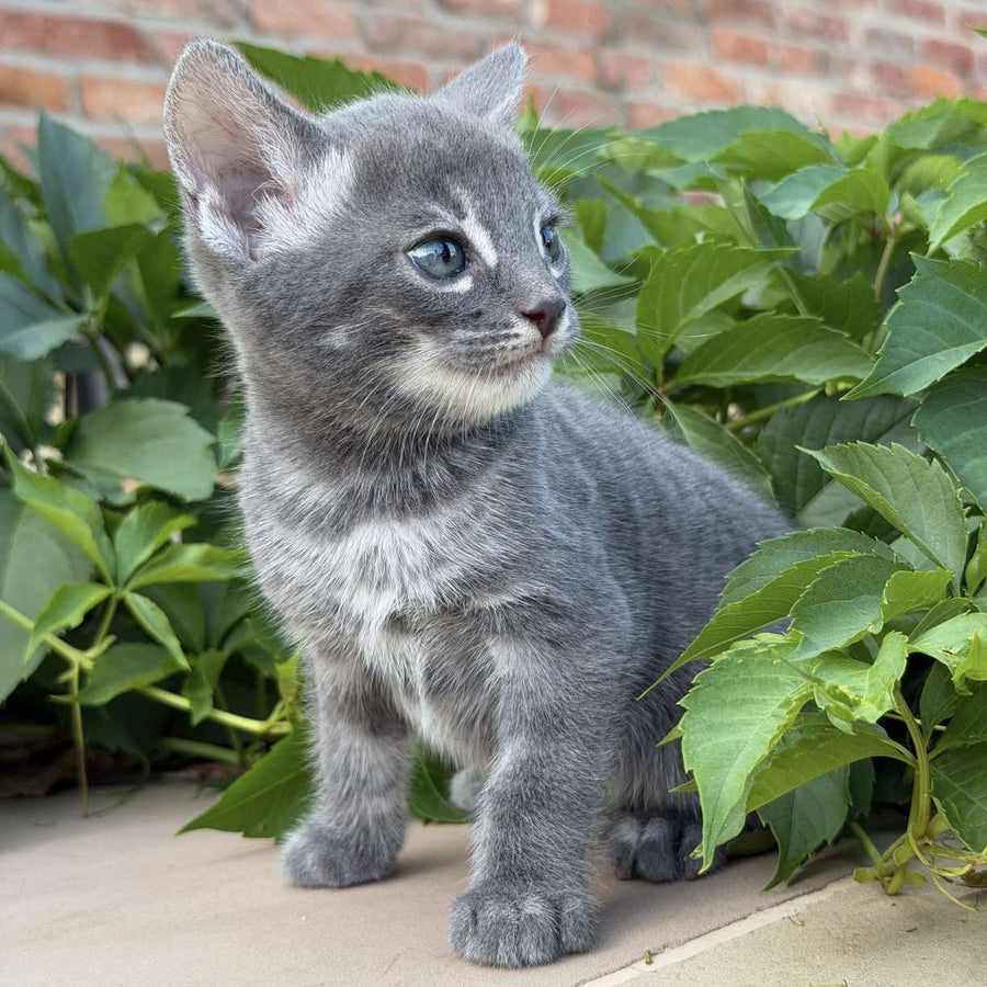 Calvin Bengal male, blue silver spotted tabby