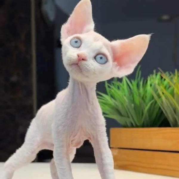 Snow Devon Rex female, white