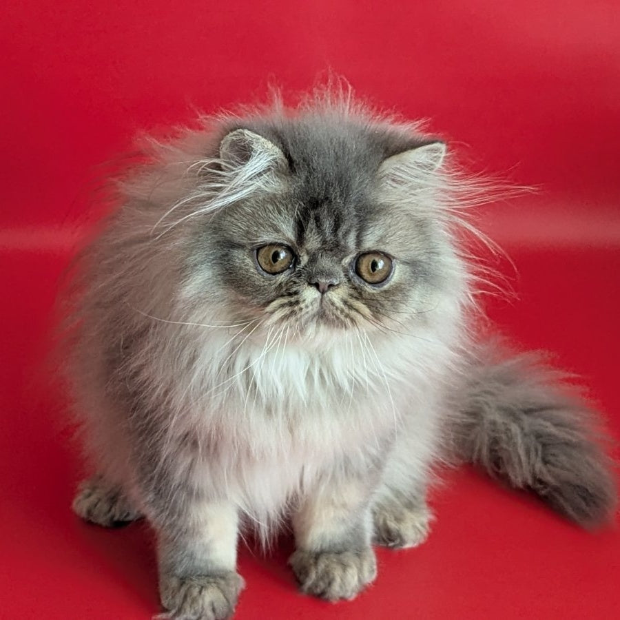 Pavlik Persian male, blue tabby