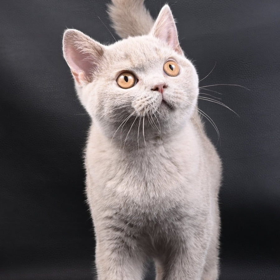 Nectar British Shorthair male, fawn